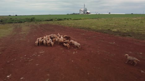 drone de campo de ovejas corriendo suelo nublado