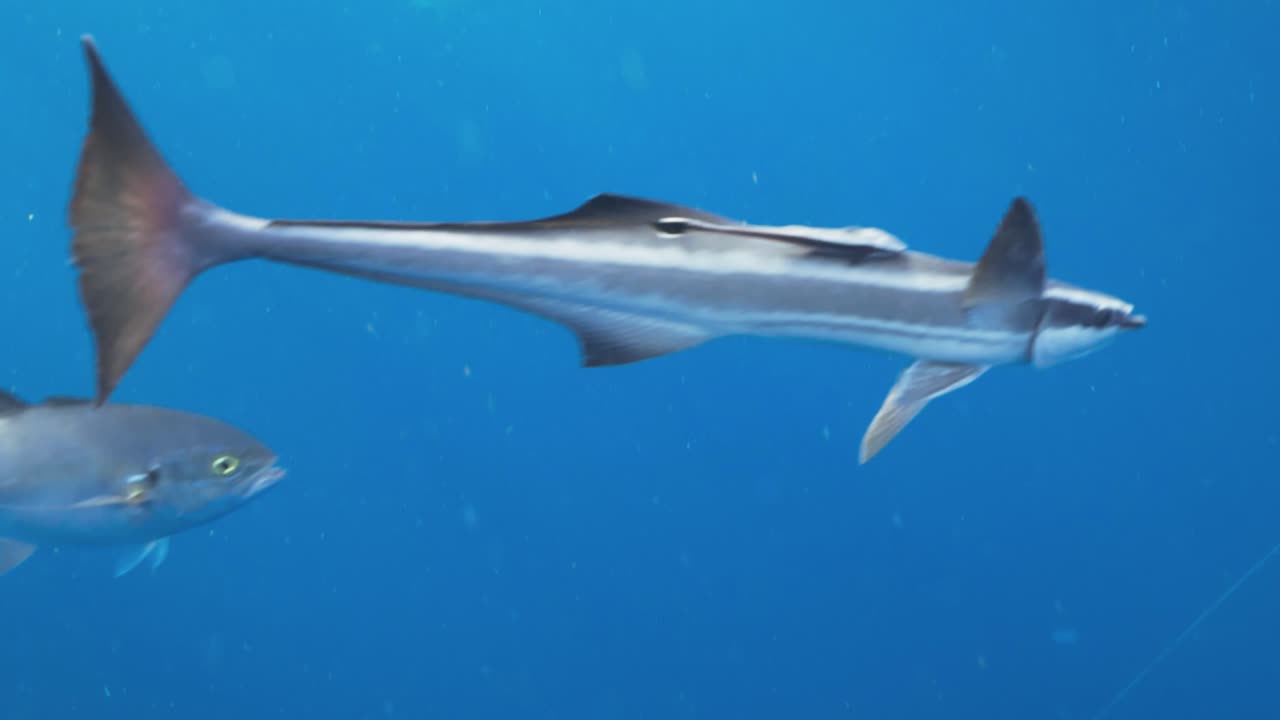 Underwater shot of large silver fish swimming through deep ocean currents in blue tropical water