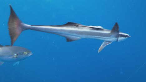 underwater shot of large silver fish swimming through deep ocean currents in blue tropical water