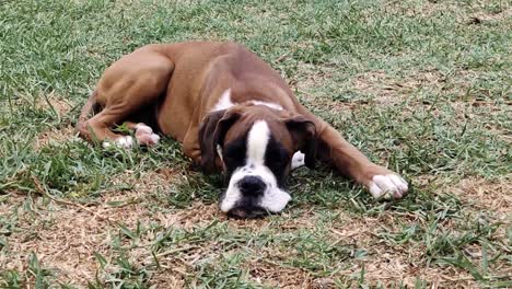 close-up shot of a young boxer puppy falling asleep after playing