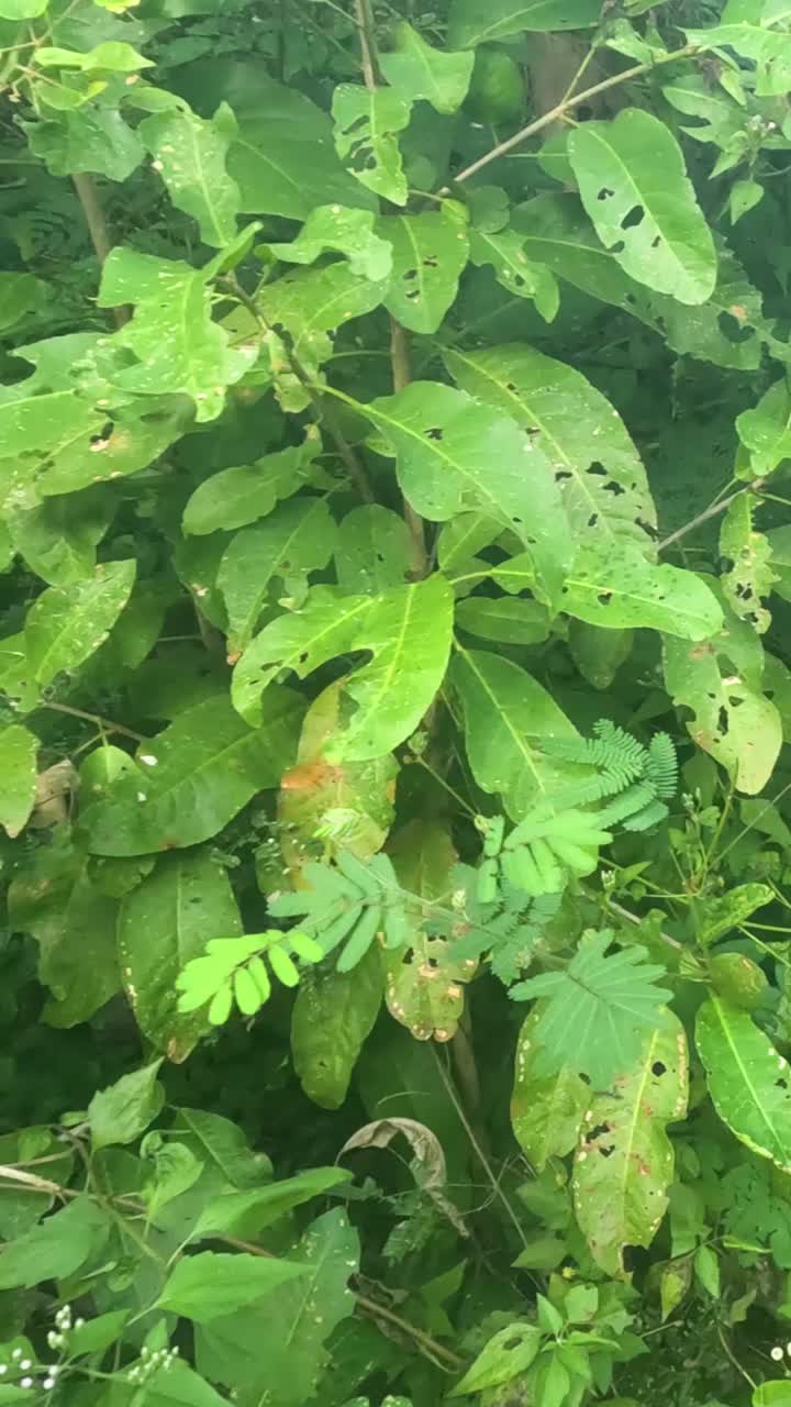 hojas revoloteando ligeramente en el viento.