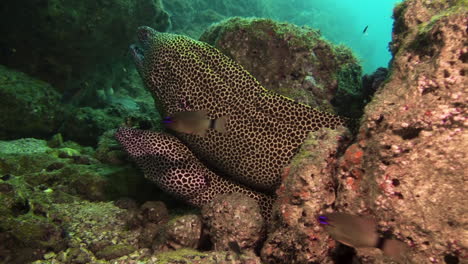 two black-spotted moray eels on top of each other in a reef crevice