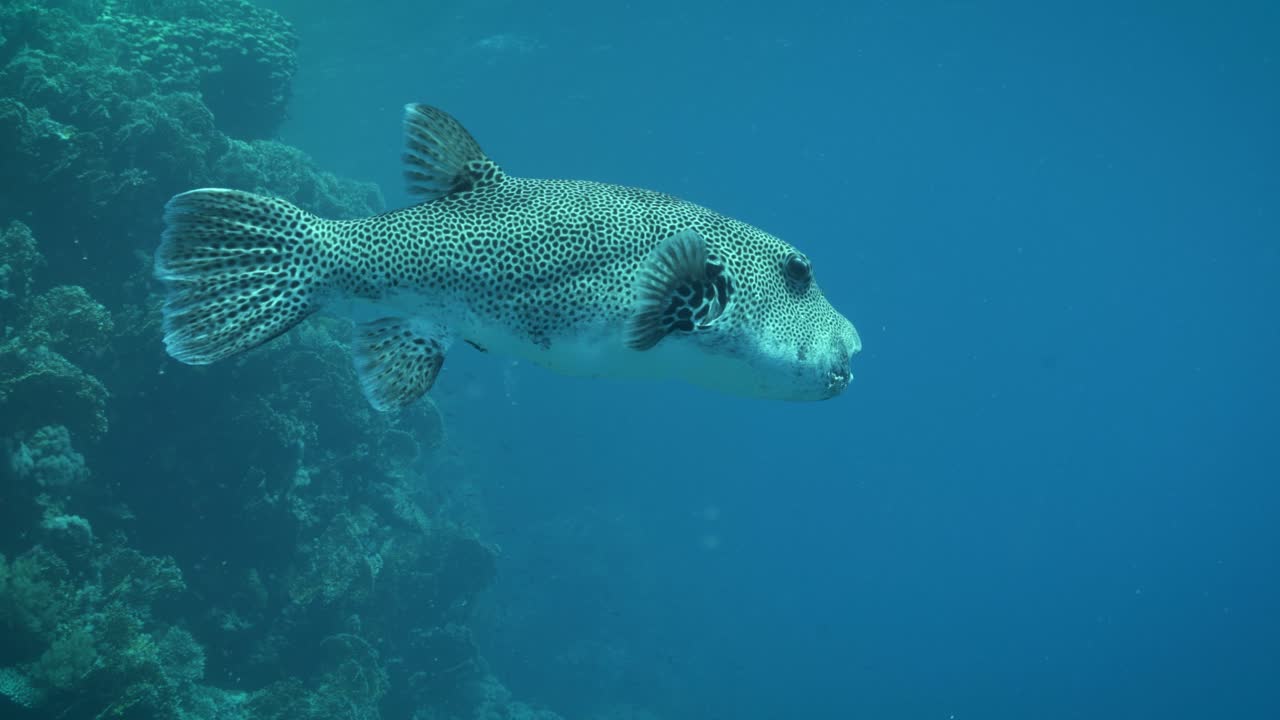 Premium stock video - Starry puffer fish closeup with light glistening ...