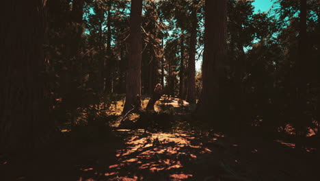 Huge-redwoods-located-at-the-Sequoia-National-Park