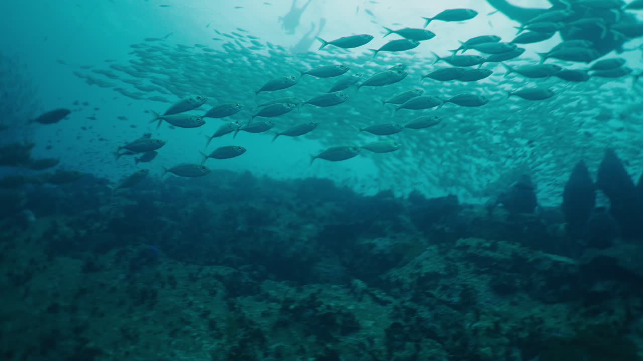 A large school of fish swimming over a reef with a diver present underwater