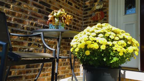 bright yellow mum and bistro set against a brick wall on a home's porch, handheld