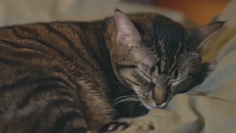 adorable gato atigrado durmiendo acurrucado en el sofá