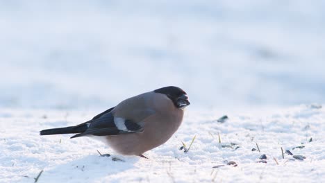 Eurasian-bullfinch-in-winter-near-bird-feeder-eating-sunflower-seeds-with-other-birds