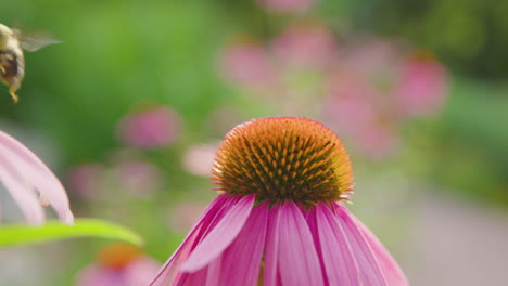 pollinating bee collecting nectar and pollen on flower and flies away