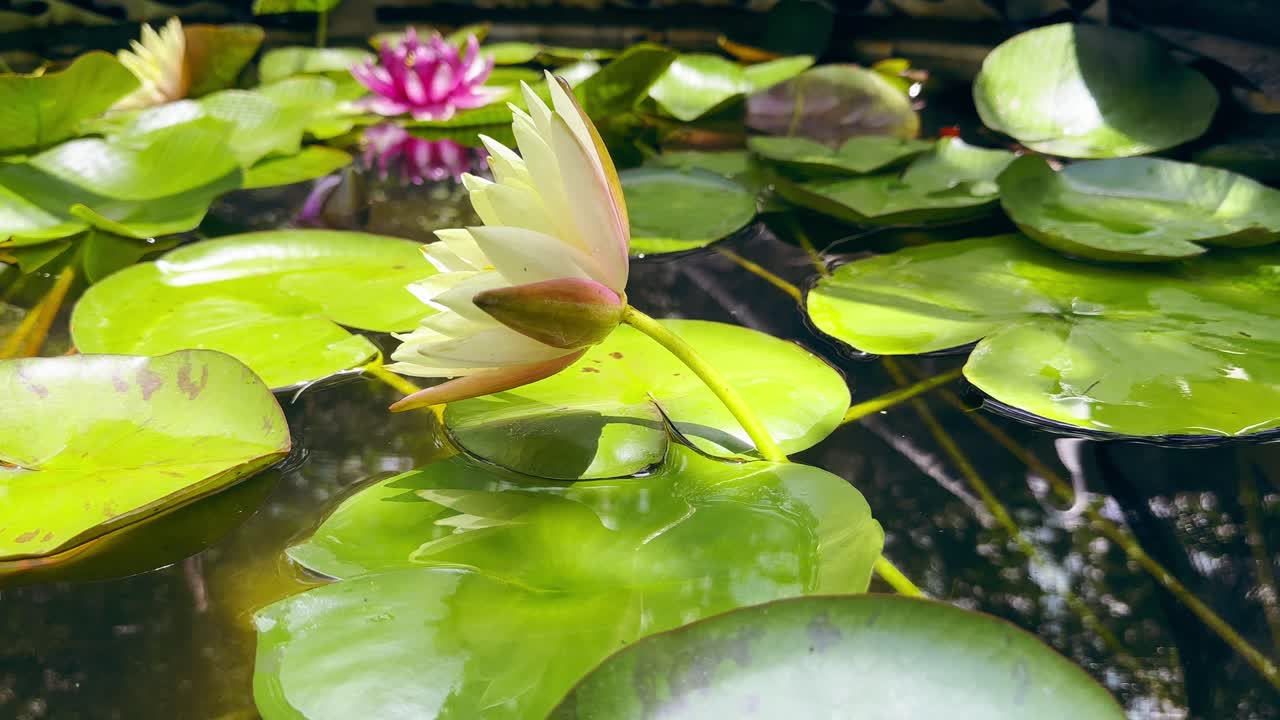 작은 잉어 물고기가 헤엄치는 잔잔한 연못에 하얀 연꽃