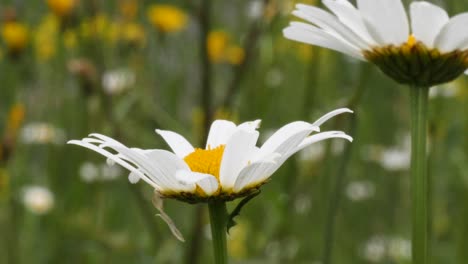 Eine-Grüne-Fliege-Saugt-Nektar-Aus-Einer-Gänseblümchenblume-Und-Fliegt-In-Zeitlupe-Davon,-Nahaufnahme