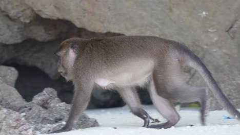 monkey walking on beach in thailand