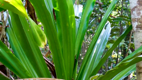 Large-flax-plant-growing-in-the-remote-wilderness-of-rainforest-on-a-tropical-island-in-Raja-Ampat,-West-Papua,-Indonesia