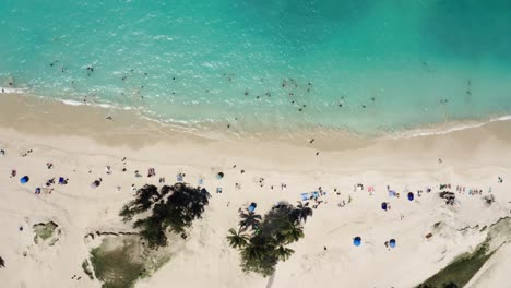 top down drone shot of tourists sunbathing on hawaii's shoreline