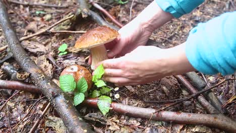 A-woman-foraging-mushrooms-finds-large-boletus-in-the-undergrowth