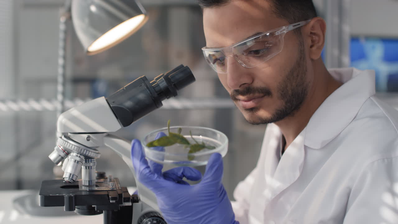 Looking At GM Plants Under Microscope