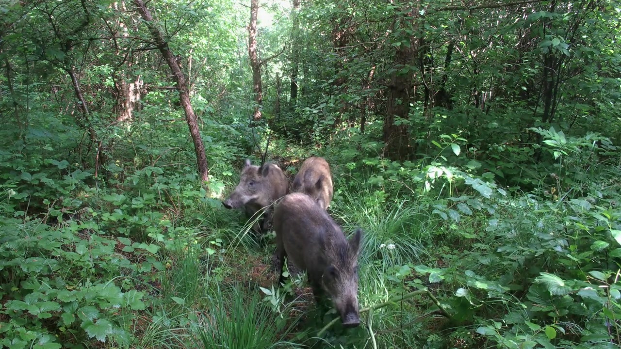 Gruppo di cinghiali (Sus scrofa) cammina lungo uno stretto sentiero per animali attraverso il fitto sottobosco verde della foresta a Saaremaa, Estonia