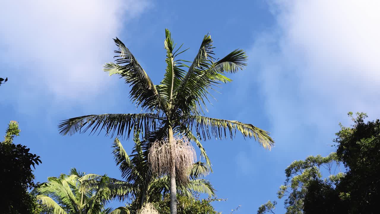 울창 한 숲 에 있는 종려나무