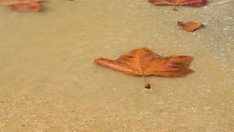 dry leaf in a puddle on the ground after a light rain