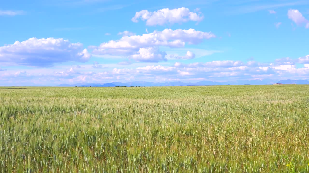 물결치는 곡물의 아름다운 드넓은 들판 1