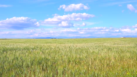 Hermosos-Y-Vastos-Campos-Abiertos-De-Grano-Ondulante-1