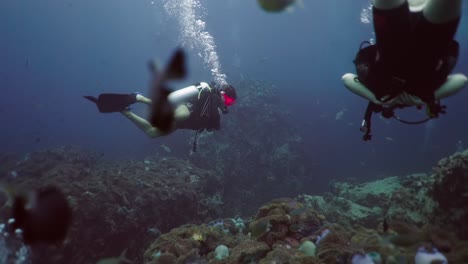 Scuba Divers Explore Vibrant Coral Reefs with Abundant Fish