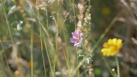 Colorful-wildflowers-flowing-gently-in-Summer-breeze