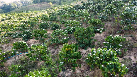 Shot-of-white-blooming-coffee-plants-along-the-hill-slope-while-on-a-trip-to-Tanang,-Vietnam-at-daytime