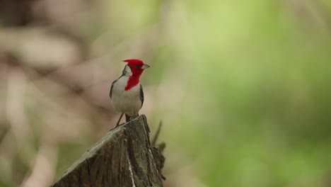 Vista-De-Perfil-Frontal-Del-Pájaro-Cardenal-Girando-La-Cabeza-Mientras-Se-Encuentra-Sobre-Un-Tronco-Cortado-En-ángulo,-Fondo-Borroso