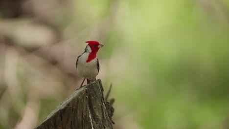 vista de perfil frontal del pájaro cardenal girando la cabeza mientras se encuentra en un tronco cortado en ángulo, fondo borroso