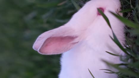 close-up of a white albino rabbit in green grass