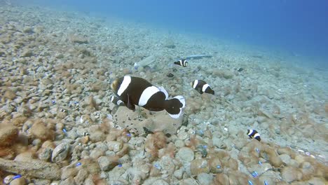 a protective saddleback clown fish family