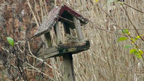 Black-Tit-Bird-And-Tree-Finches-Bird-Perching-On-Wooden-Small-House-Feeder-Covered-With-Moss