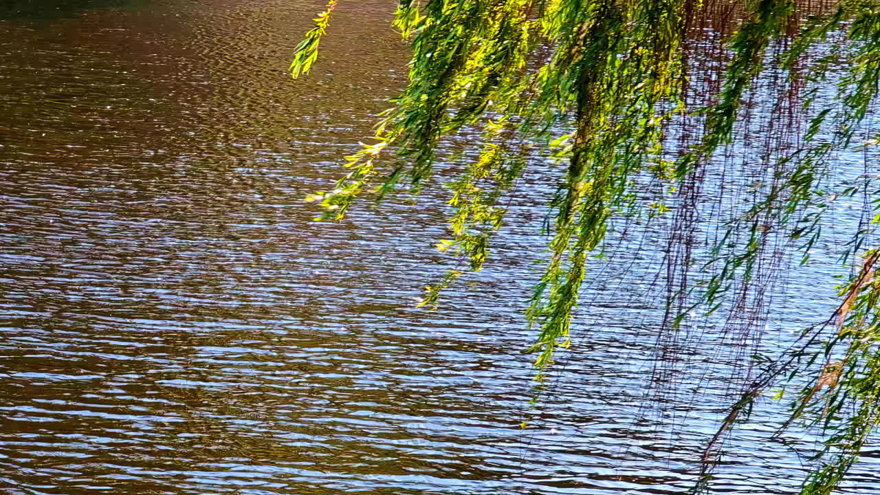 Bright Willow Tree Branches Hanging Over Sunlit Rippling Water Surface in Summer