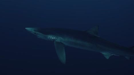 large blue shark swimming through the water with a diver in the background near the azores