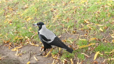 a magpie walking on grass and leaves