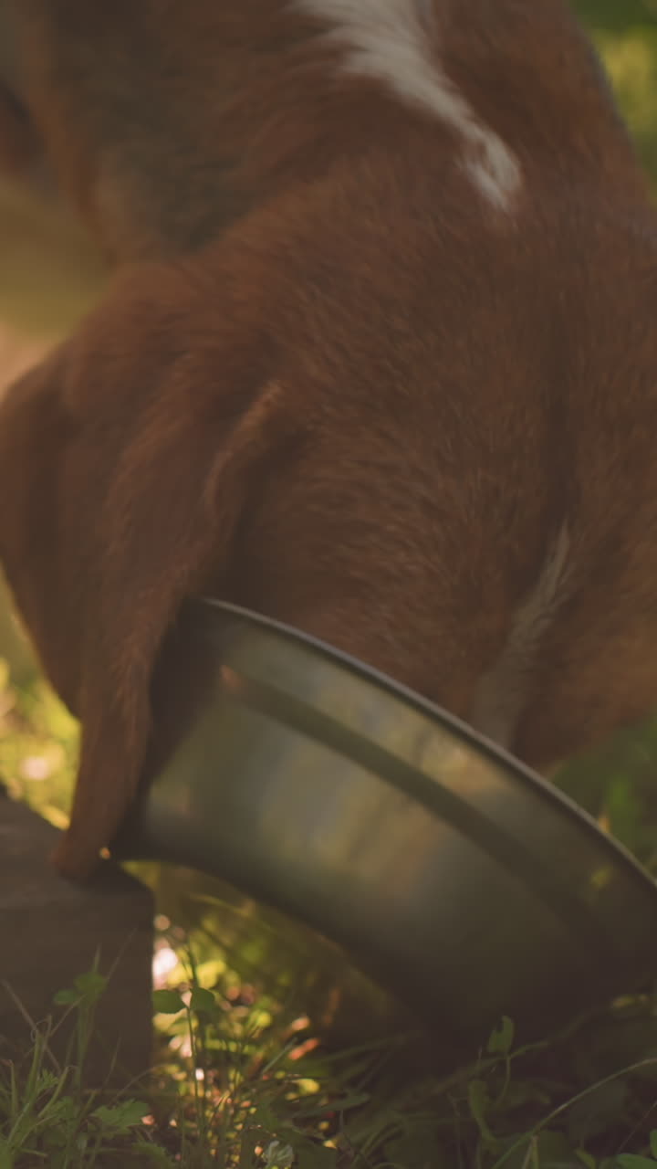 Close up of dog on leash licking metal bowl placed on wooden plank in lush outdoor garden, bowl fallen on ground, surrounded by vibrant greenery under warm sunlight