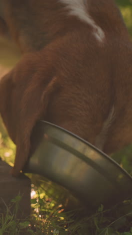 cerca de perro en la correa lamer cuenco de metal colocado en una tabla de madera en un exuberante jardín al aire libre, cuenco caído en el suelo, rodeado de vegetación vibrante bajo la cálida luz del sol