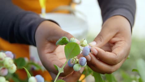 worker picking blueberries in blueberry farm 4k