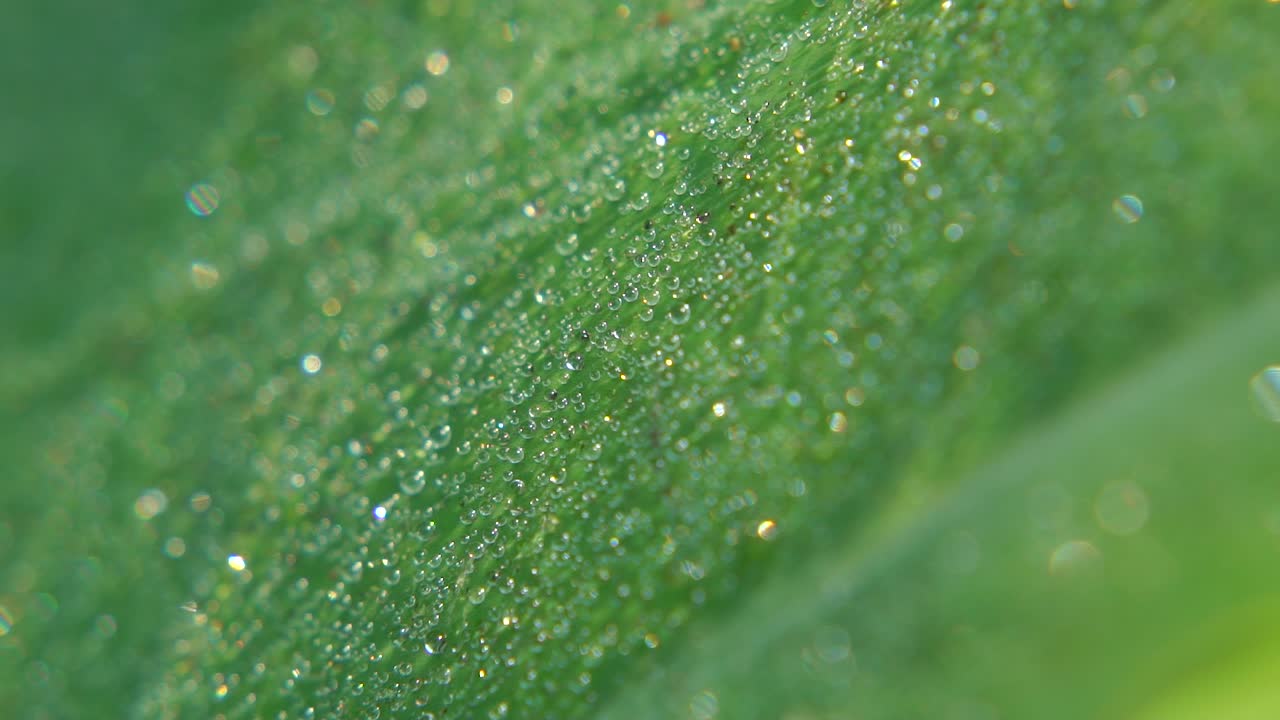 아침 이슬이 잎사귀에 떨어졌다