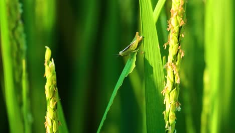 Grasshopper-insect-up-close-macro-on-green-leaf-vegetation-Orthoptera-locust