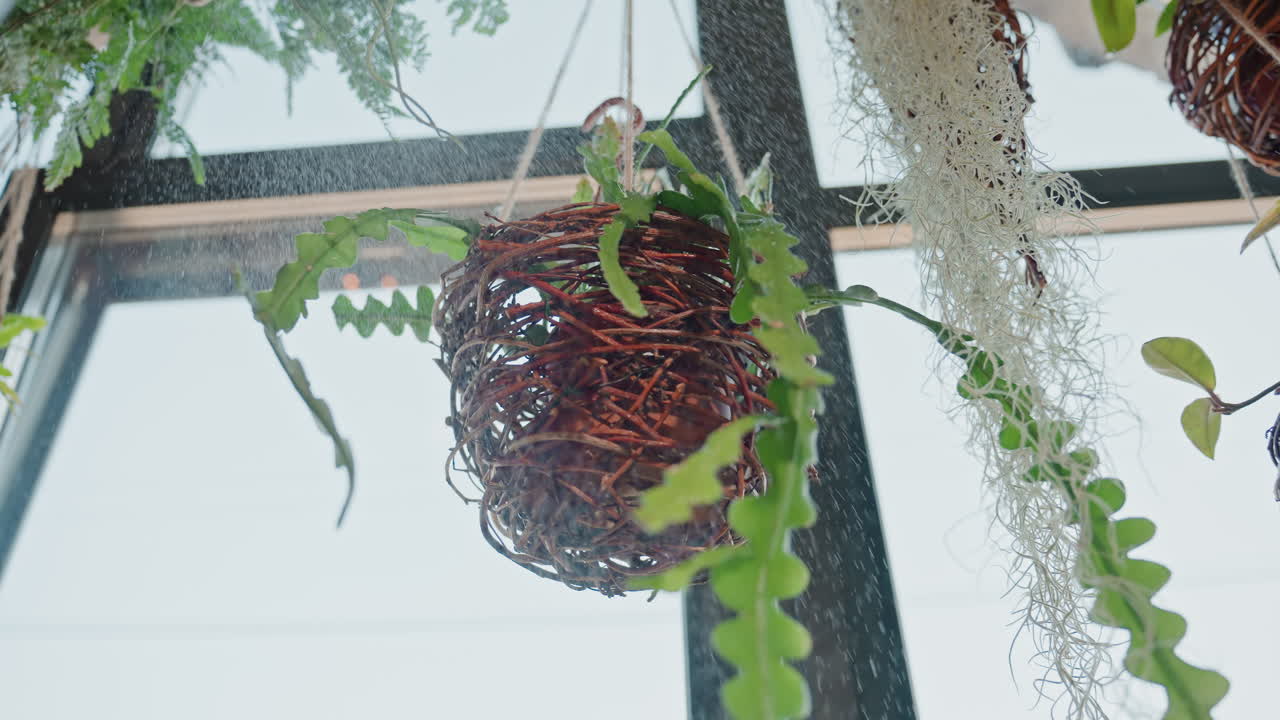 Kokedama-hengende sfærer under et lyst takvindu, vevde rotballer innpakket i mose, slyngplanter og luftrøtter. Håndverksutstilling i butikkinteriør, delikate teksturer, håndlaget botanisk.