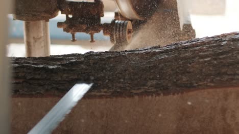 closeup of cut pine tree log on sawing machine at wood production factory. timber material processing and cutting at sawmill. manufacturing process at lumber mill. sawing woods on power machine