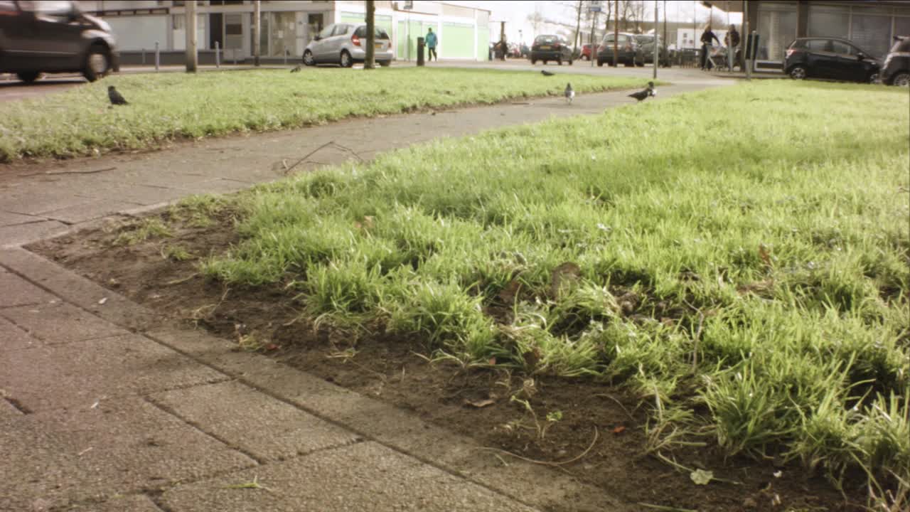 horizontal view of flock of birds crow raven on grass land park looking curious wondering around in European residential neighborhood shopping plaza with bicyclers and cars