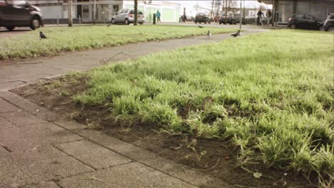 horizontal view of flock of birds crow raven on grass land park looking curious wondering around in european residential neighborhood shopping plaza with bicyclers and cars