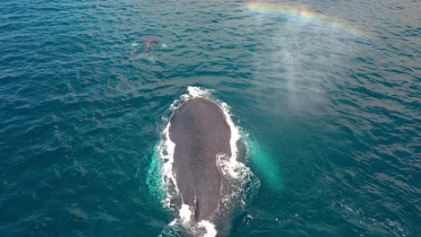 excellent aerial shot of humpback whales swimming in maui, hawaii