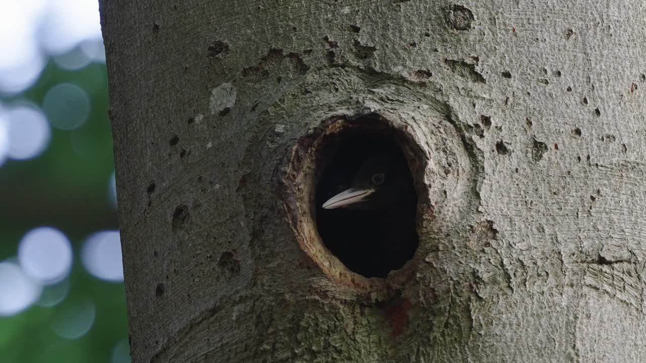 vista de pájaros carpinteros negros jóvenes asomando la cabeza fuera del agujero del nido en el árbol
