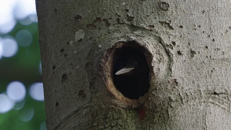 View-Of-Young-Black-Woodpeckers-Poking-Head-Out-Of-Nest-Hole-In-Tree