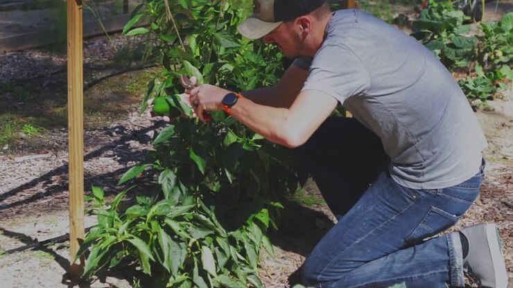 Male farmer harvesting pepper plants mid afternoon