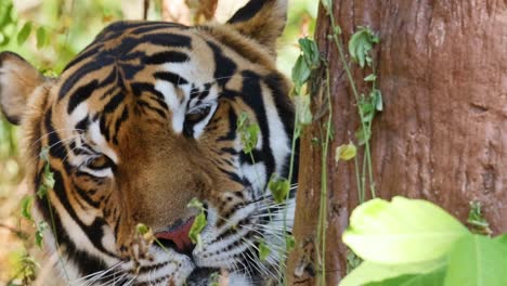 a tiger rests peacefully, partially hidden by foliage and tree trunks, showcasing its striking stripes.